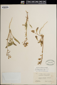 Chylismia claviformis subsp. integrior image