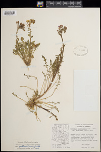 Chylismia claviformis subsp. peeblesii image