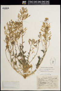 Chylismia claviformis subsp. yumae image