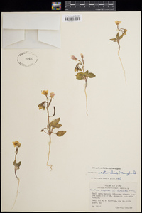 Camissonia eastwoodiae image