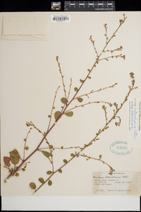 Oenothera heterochroma image