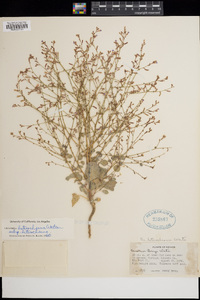 Oenothera heterochroma image
