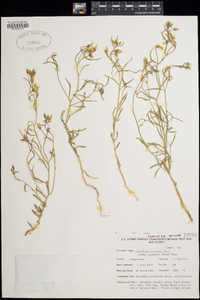 Oenothera kernensis subsp. gilmanii image