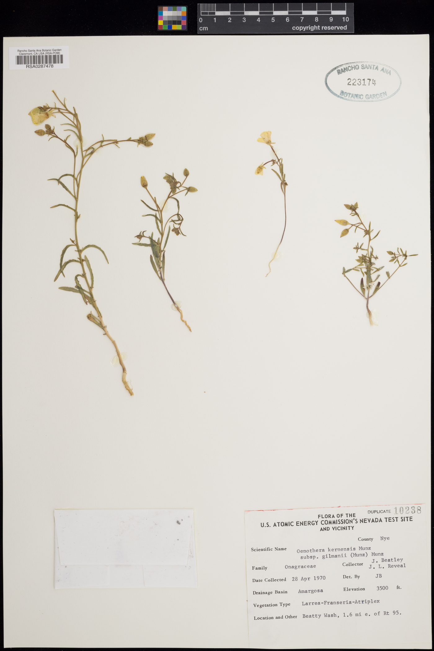 Oenothera kernensis image