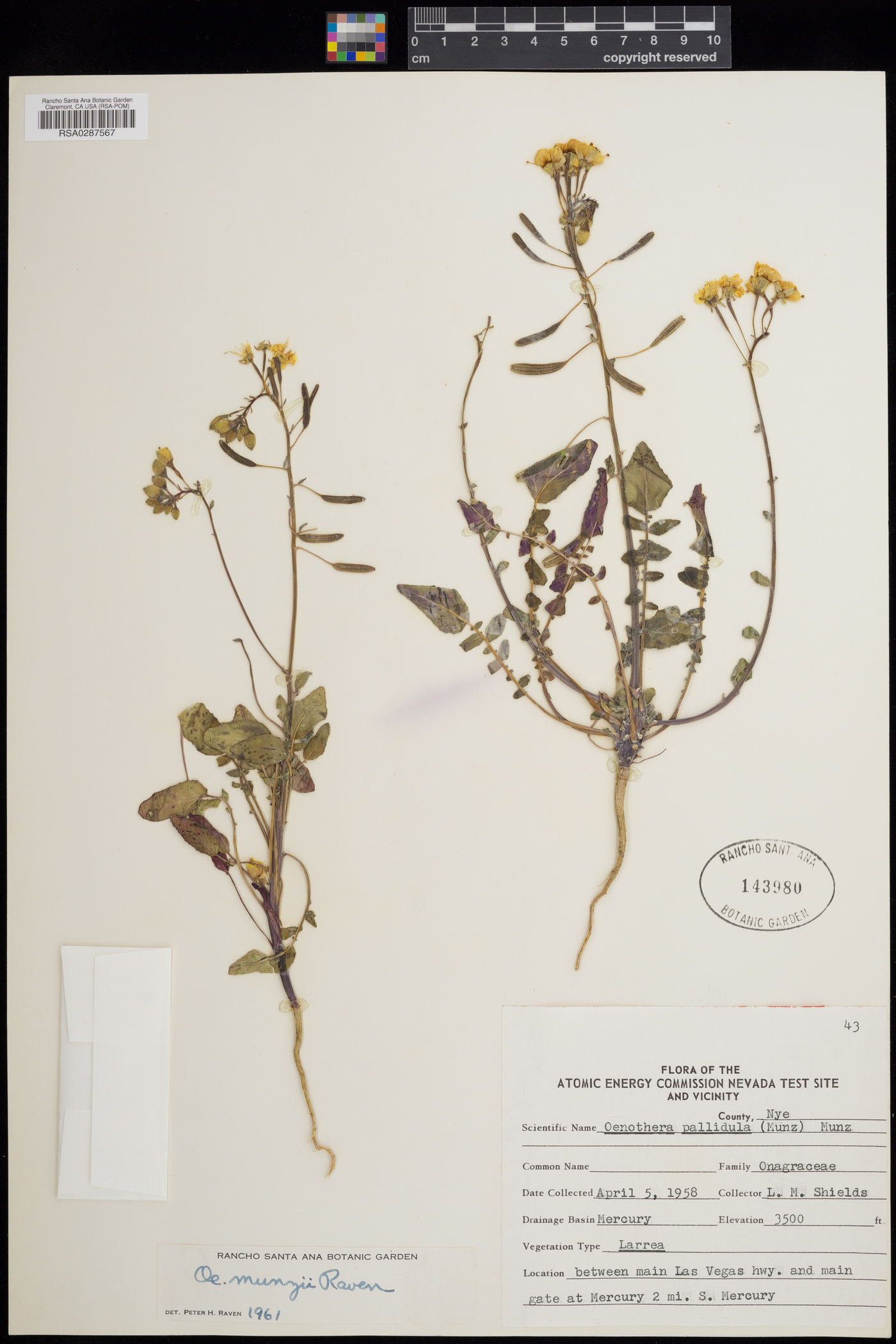 Oenothera munzii image