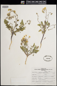 Oenothera munzii image