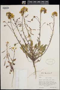 Oenothera munzii image