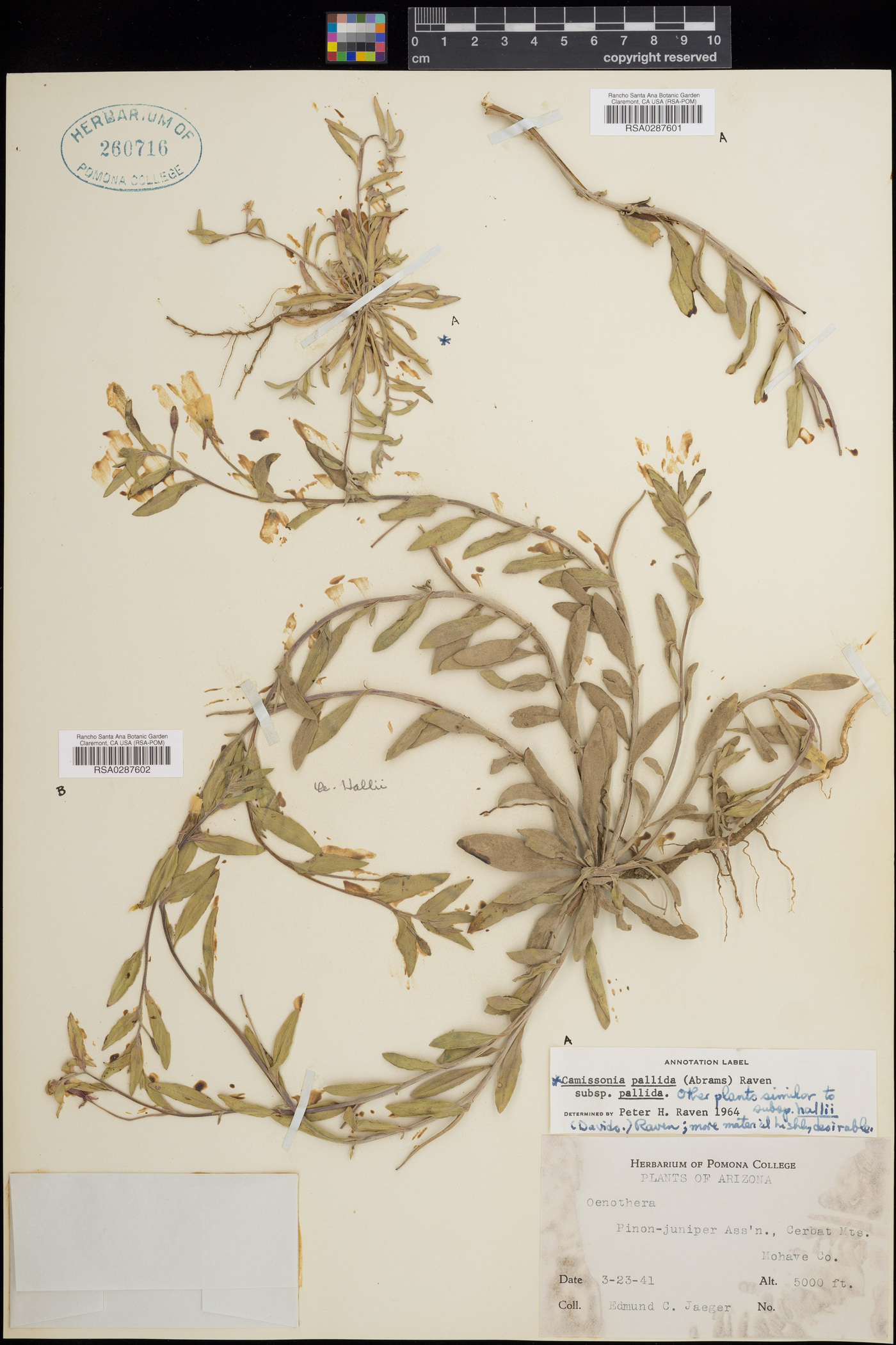 Oenothera hallii image