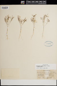 Camissonia parvula image