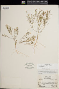 Camissonia parvula image