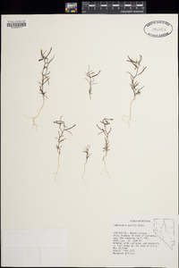 Camissonia pusilla image