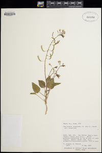 Chylismia scapoidea subsp. scapoidea image