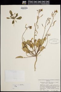 Chylismia scapoidea subsp. scapoidea image