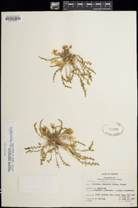 Taraxia tanacetifolia image