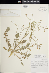 Chylismia walkeri subsp. tortilis image