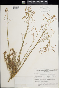 Camissonia walkeri subsp. tortilis image