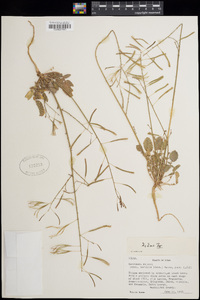 Camissonia walkeri subsp. tortilis image