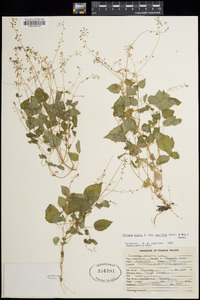 Circaea alpina subsp. pacifica image