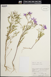 Clarkia pulchella image