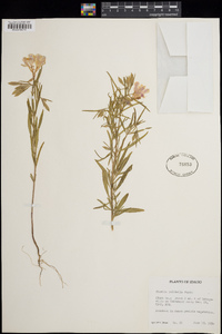 Clarkia pulchella image