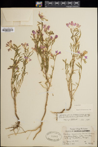 Clarkia pulchella image