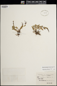 Epilobium anagallidifolium image