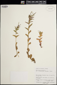 Epilobium hornemannii subsp. behringianum image