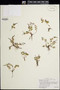 Epilobium clavatum image