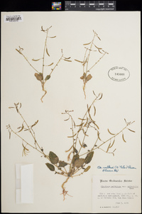 Camissonia walkeri image