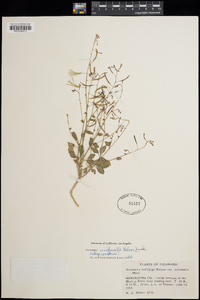 Camissonia walkeri image