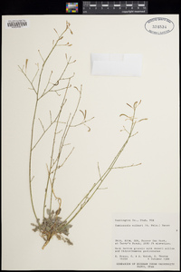 Camissonia walkeri image