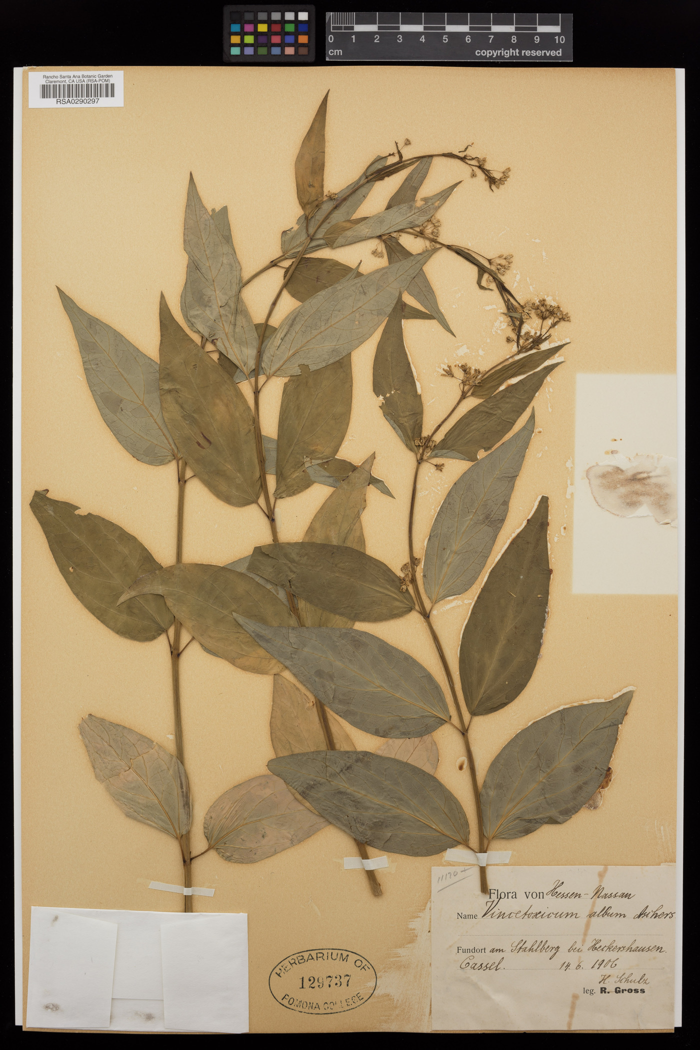 Vincetoxicum hirundinaria subsp. hirundinaria image