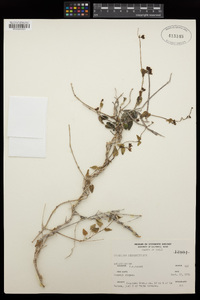 Diplolepis boerhaviifolia image