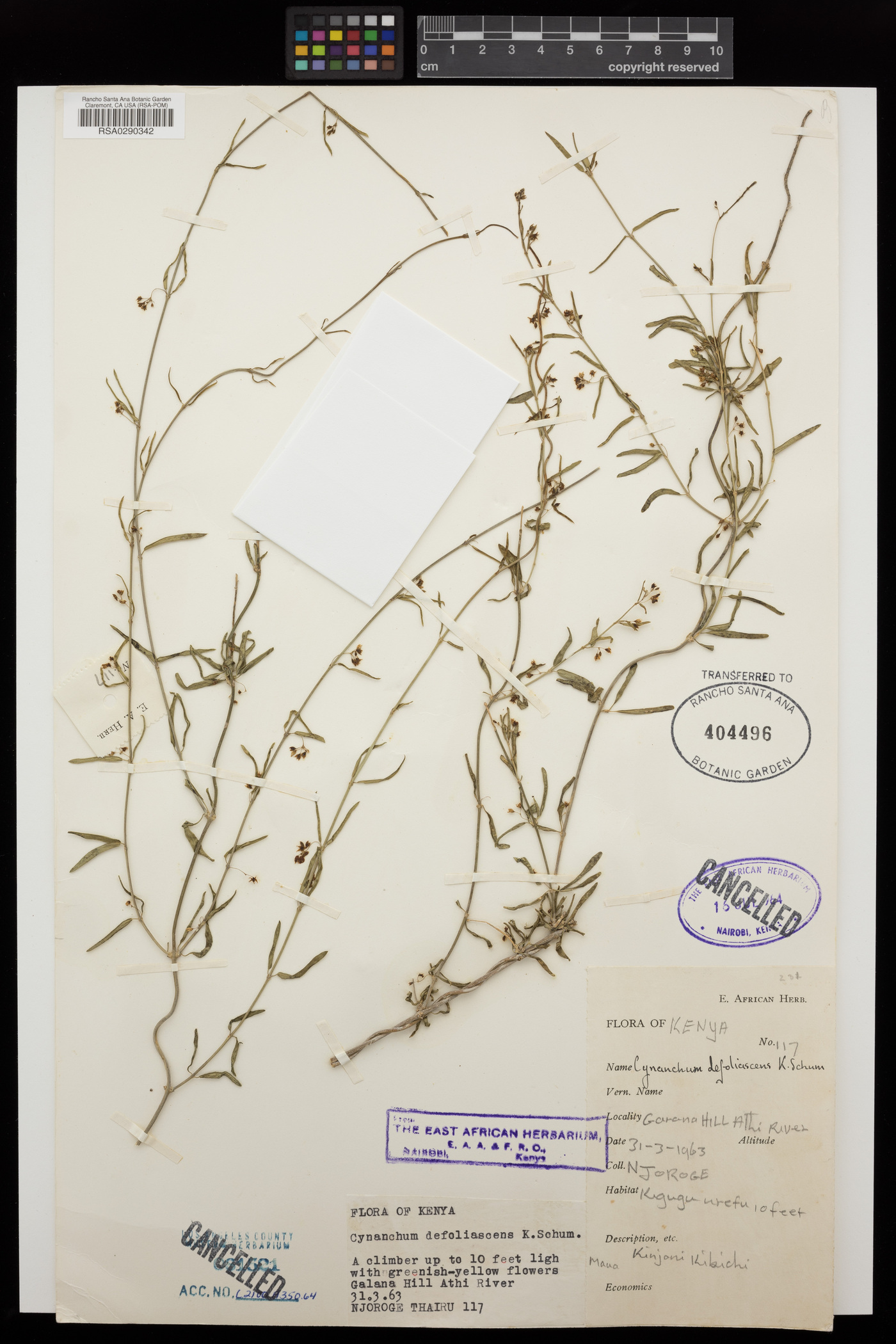 Vincetoxicum fruticulosum image