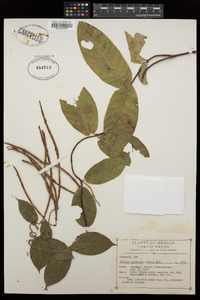 Echites tubiflora image