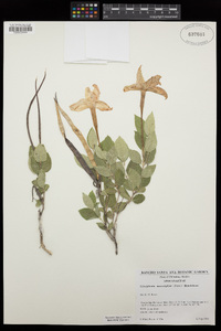 Mandevilla macrosiphon image