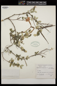 Mandevilla macrosiphon image