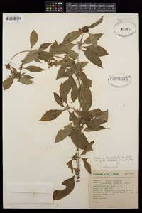Marsdenia trivirgulata image