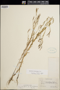 Epilobium brachycarpum image