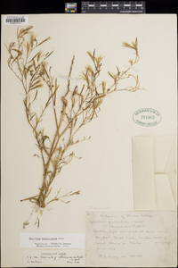 Epilobium brachycarpum image