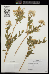 Baccharis salicifolia image