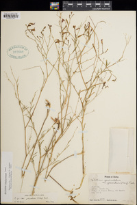 Epilobium brachycarpum image