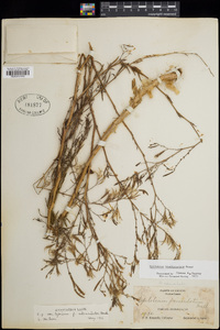 Epilobium brachycarpum image