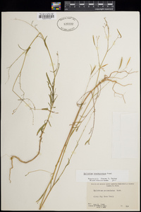 Epilobium brachycarpum image