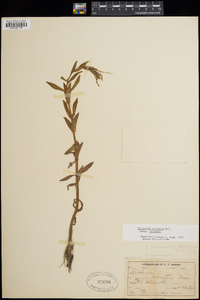 Epilobium ciliatum subsp. ciliatum image