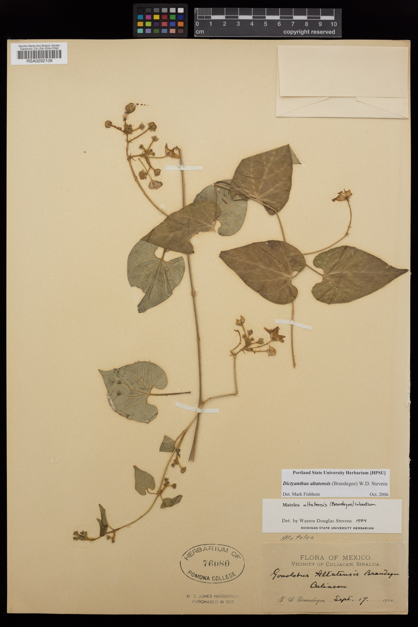 Dictyanthus altatensis image