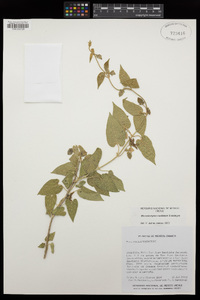 Dictyanthus asper image