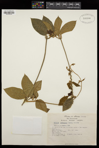 Matelea lanceolata image