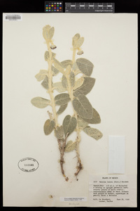 Matelea lanata image