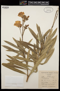 Nerium oleander image